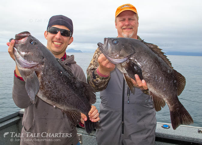 Black Rockfish
